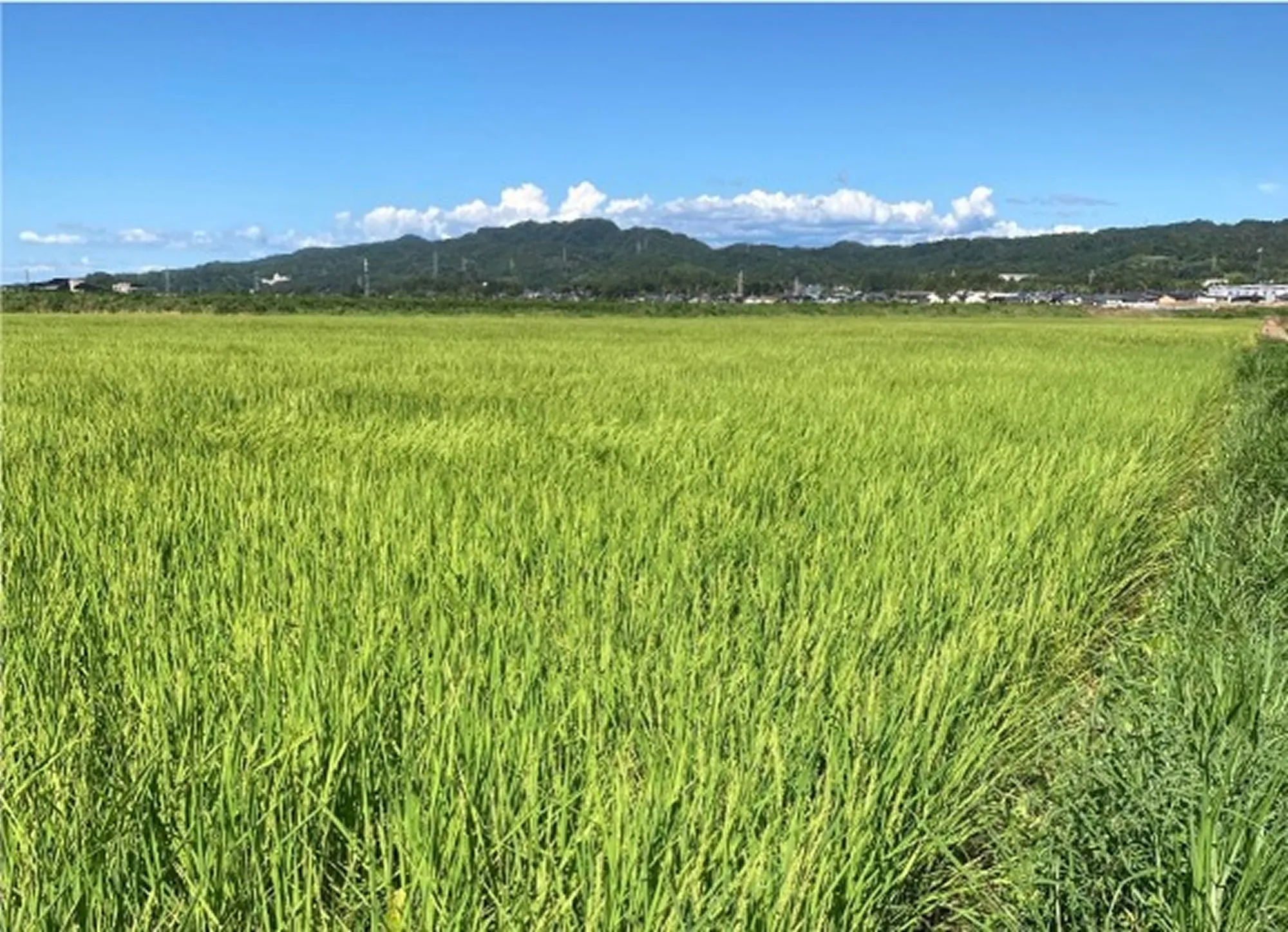 ふなくぼ自然栽培田んぼ