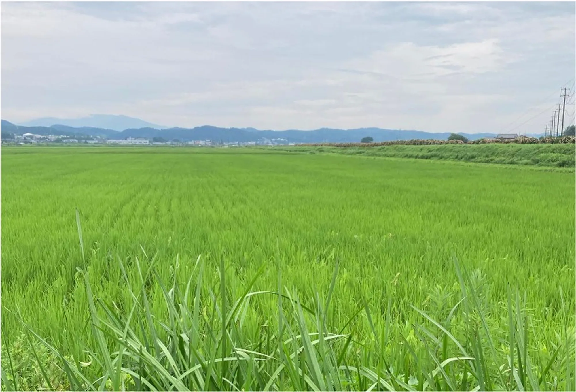 ふなくぼ自然栽培田んぼ